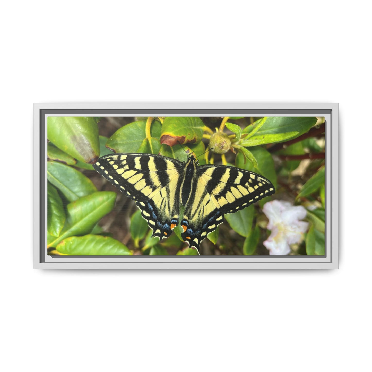 Canvas Print in Frame - Eastern Tiger Swallowtail Butterfly on Rhodie (original photograph by Kind River Studio)