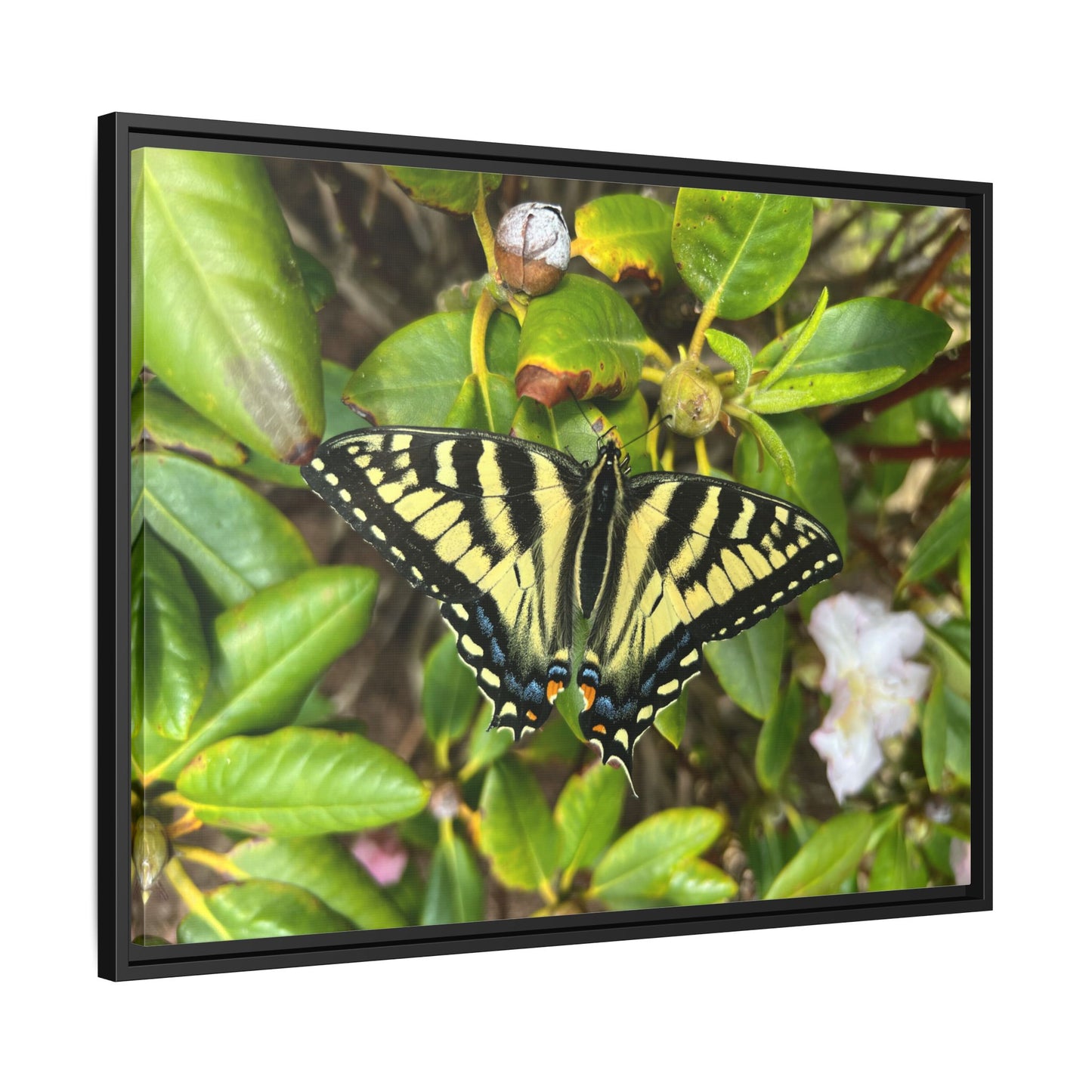 Canvas Print in Frame - Eastern Tiger Swallowtail Butterfly on Rhodie (original photograph by Kind River Studio)