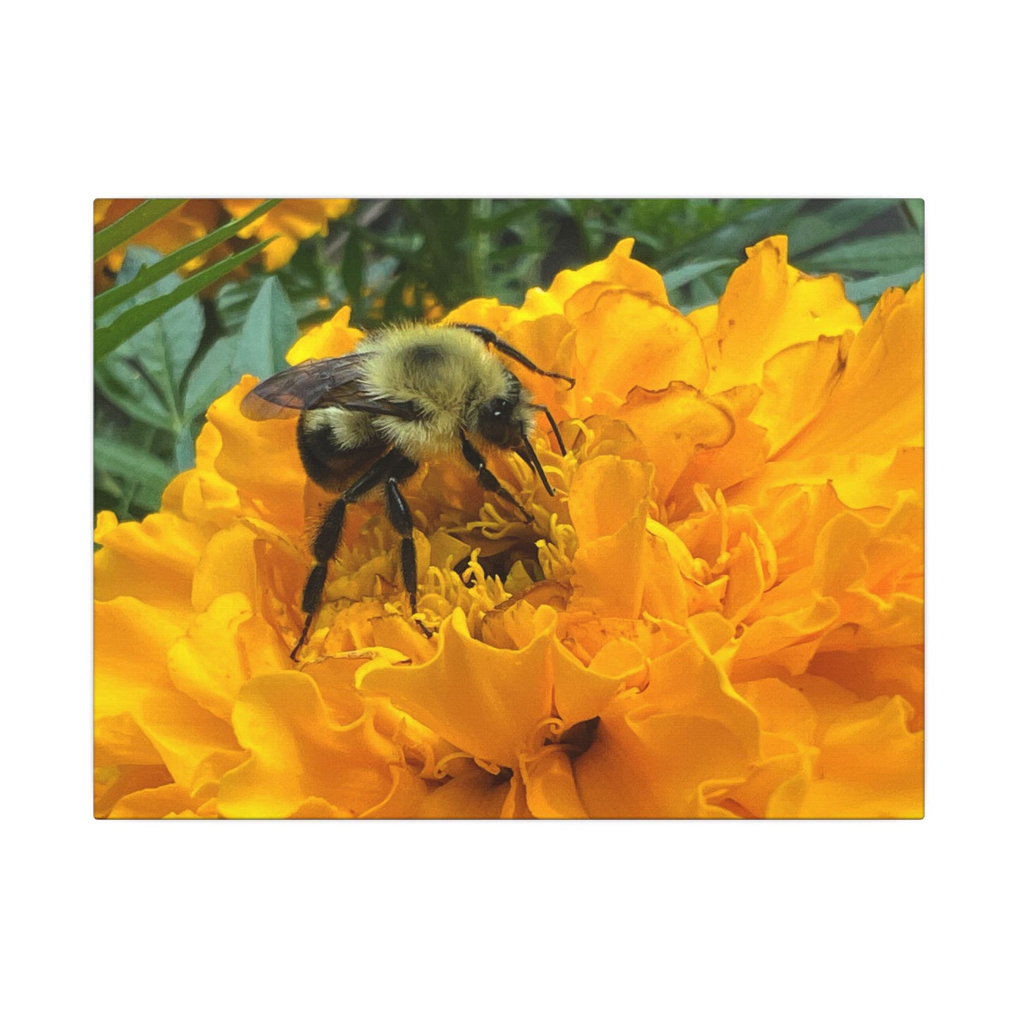 Canvas Print - Bee on Marigold MA (original photograph by Kind River Studio)