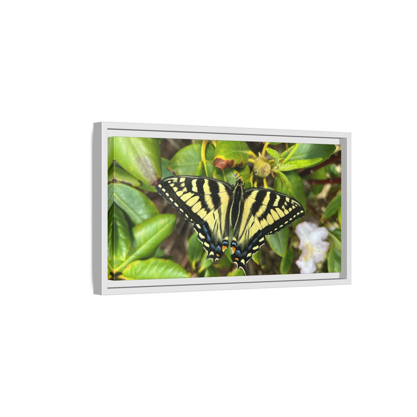 Canvas Print in Frame - Eastern Tiger Swallowtail Butterfly on Rhodie (original photograph by Kind River Studio)