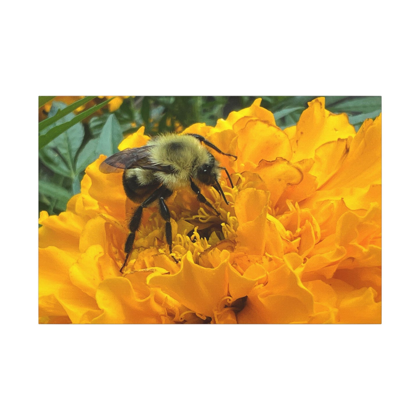Canvas Print - Bee on Marigold MA (original photograph by Kind River Studio)