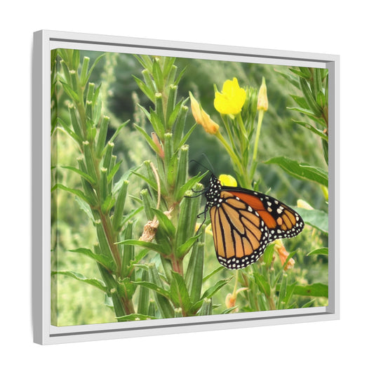 Monarch Butterfly on Wildflowers Canvas Framed Print (original photograph by Kind River Studio)