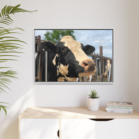 Canvas Print in Frame - Hello Holstein (original photograph by Kind River Studio)