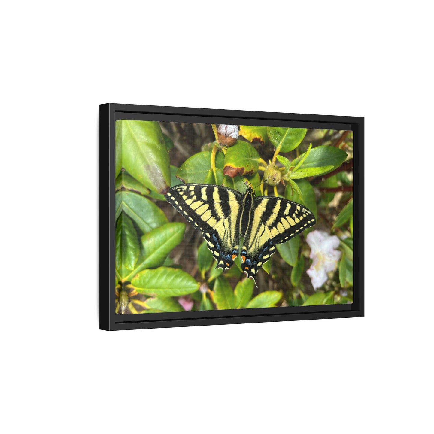 Canvas Print in Frame - Eastern Tiger Swallowtail Butterfly on Rhodie (original photograph by Kind River Studio)
