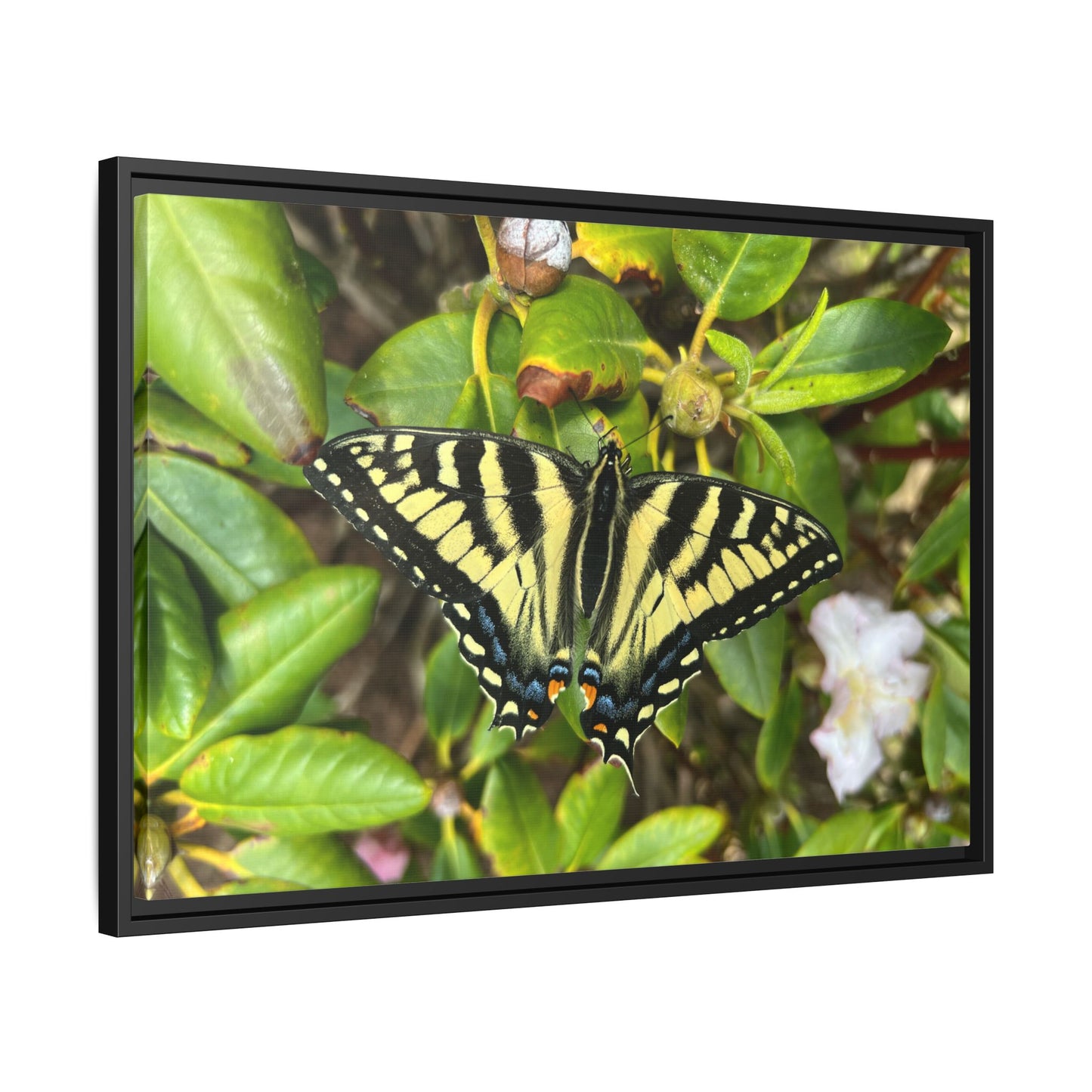 Canvas Print in Frame - Eastern Tiger Swallowtail Butterfly on Rhodie (original photograph by Kind River Studio)