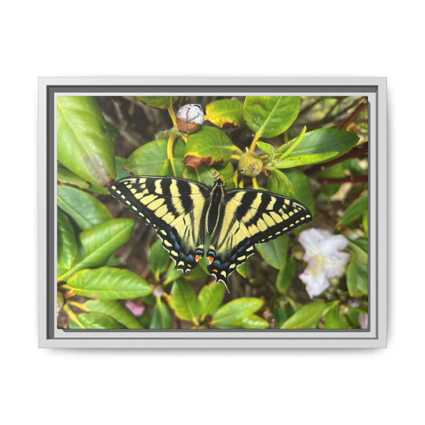 Canvas Print in Frame - Eastern Tiger Swallowtail Butterfly on Rhodie (original photograph by Kind River Studio)