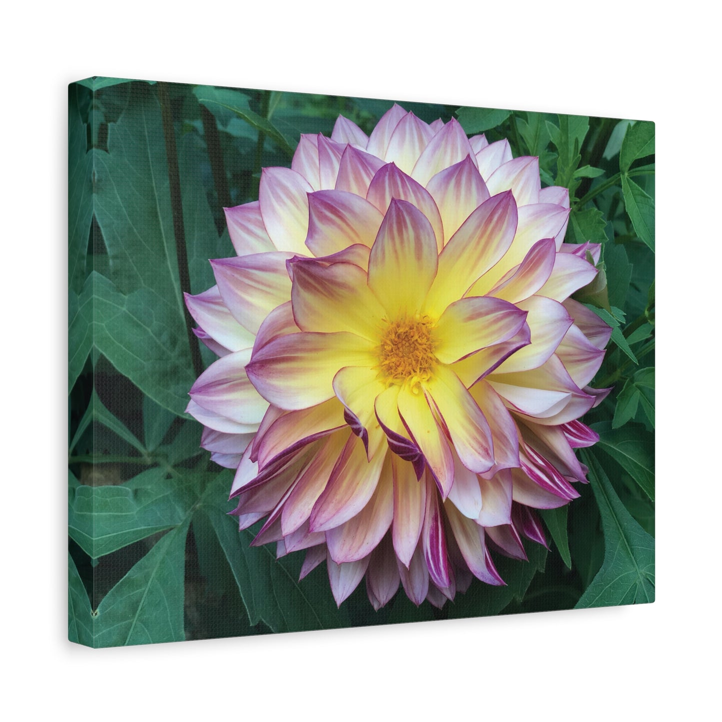 Pale Purple Dahlia Canvas Print (original photograph by Kind River Studio)
