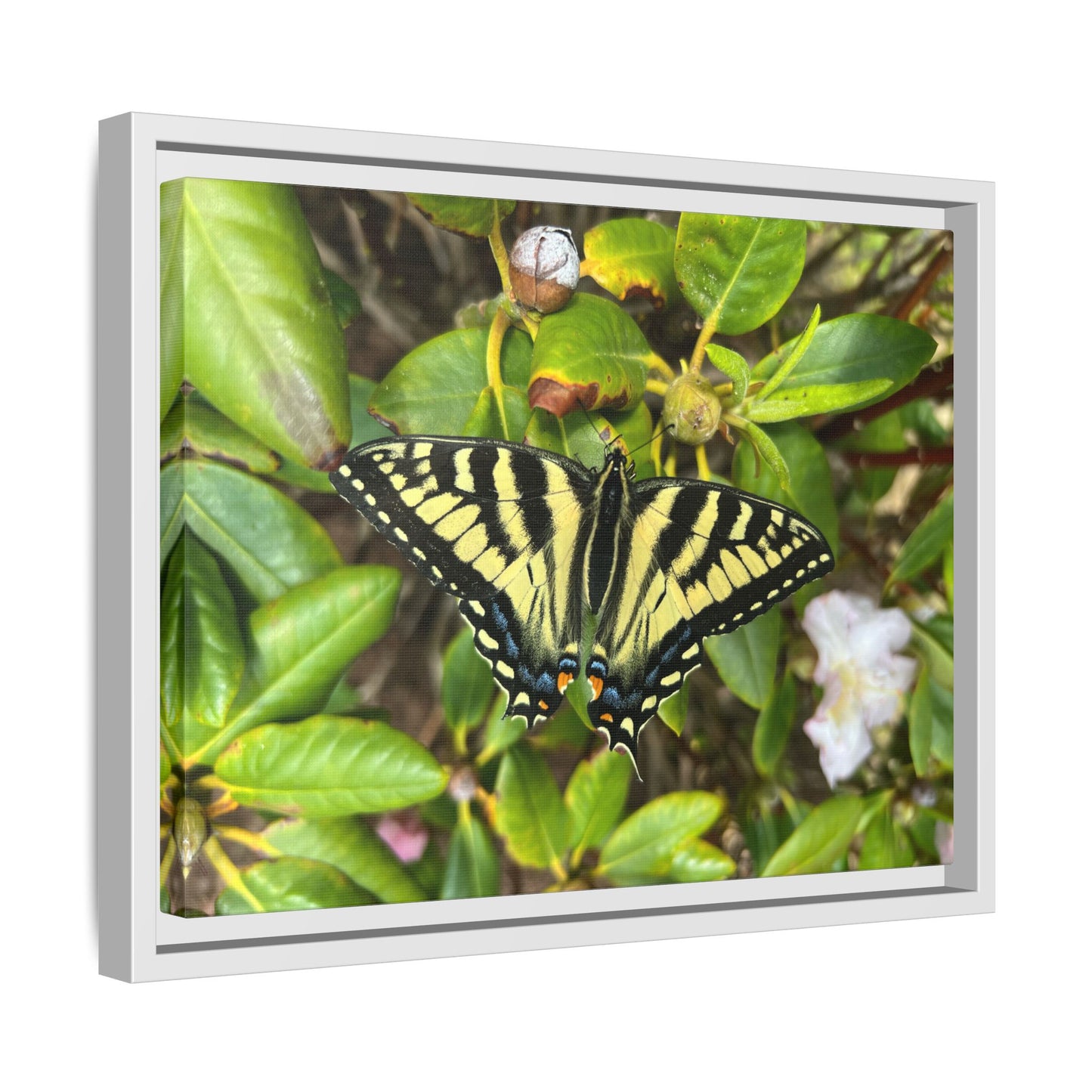Canvas Print in Frame - Eastern Tiger Swallowtail Butterfly on Rhodie (original photograph by Kind River Studio)