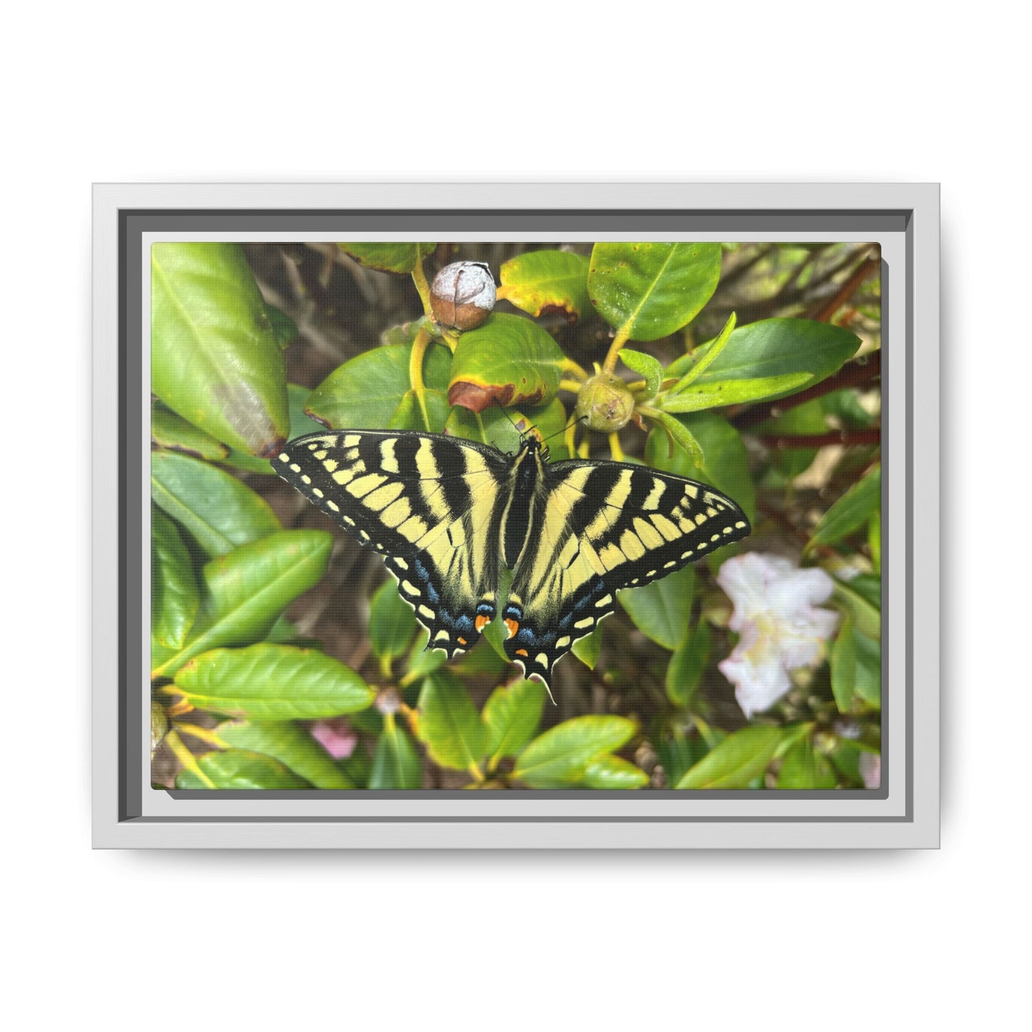 Canvas Print in Frame - Eastern Tiger Swallowtail Butterfly on Rhodie (original photograph by Kind River Studio)