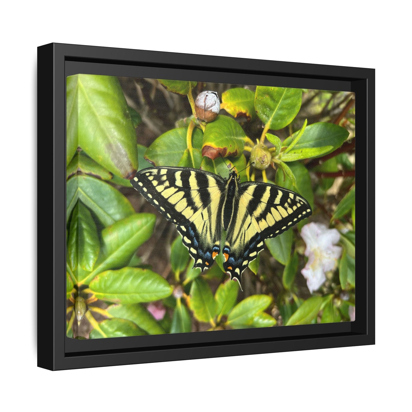 Canvas Print in Frame - Eastern Tiger Swallowtail Butterfly on Rhodie (original photograph by Kind River Studio)