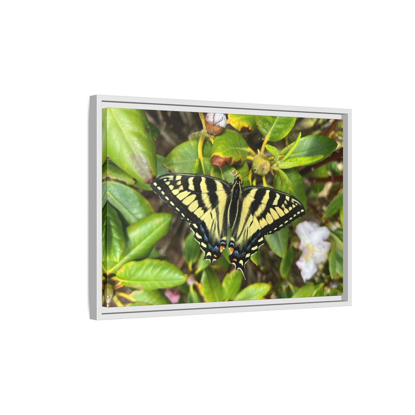 Canvas Print in Frame - Eastern Tiger Swallowtail Butterfly on Rhodie (original photograph by Kind River Studio)