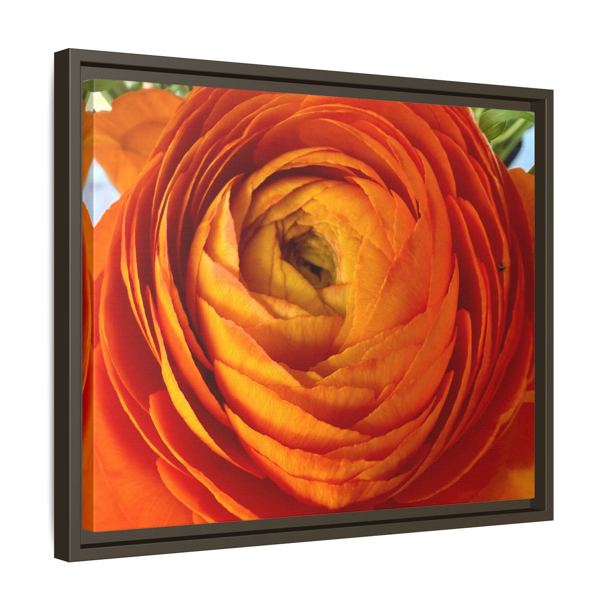 Orange Ranunculus Canvas Framed Print (original photograph by Kind River Studio)