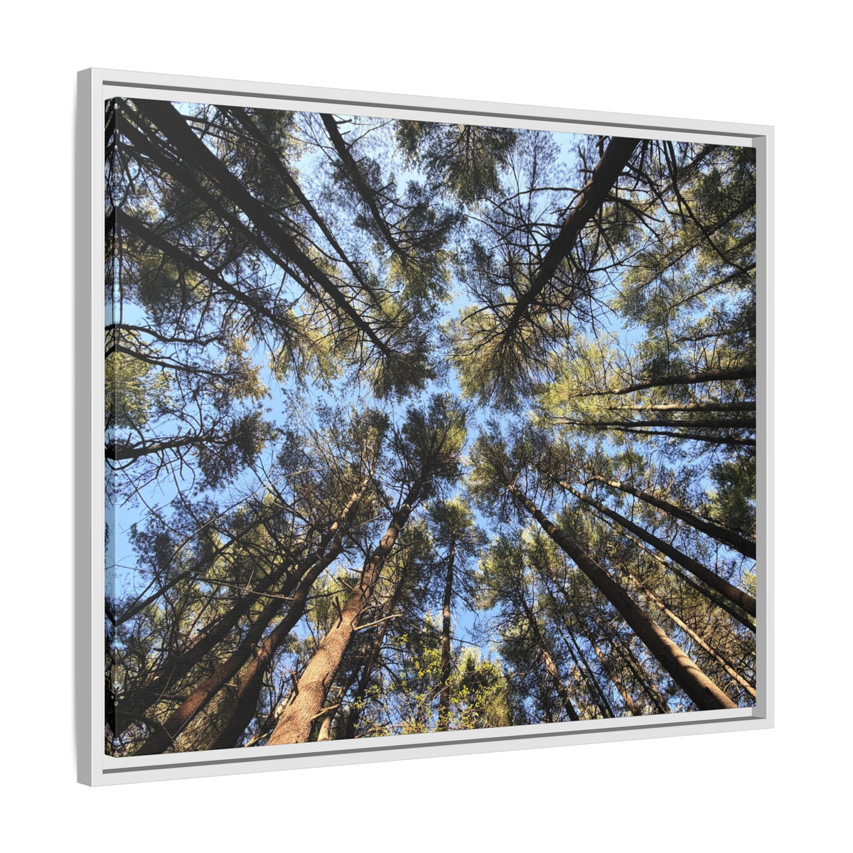 Forest Canopy Matte Canvas Framed Print (original photography by Kind River Studio)