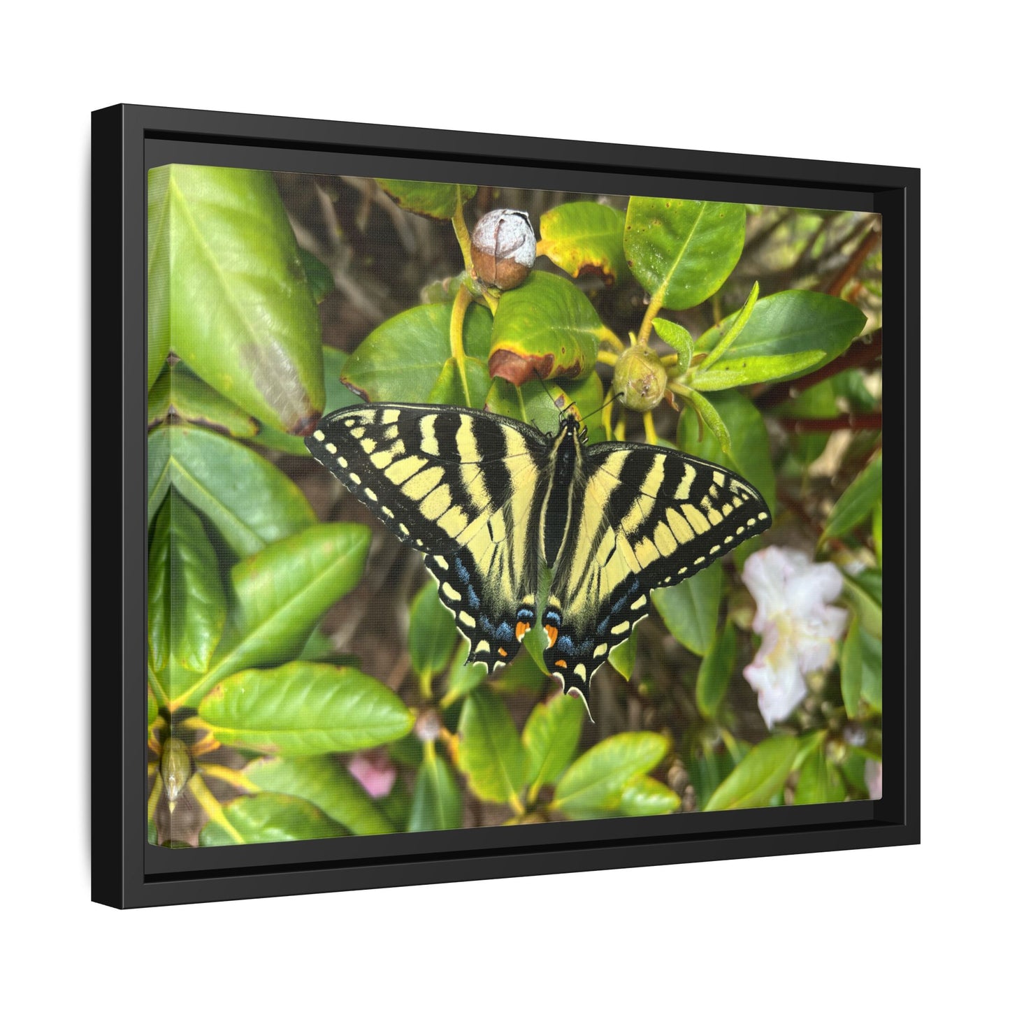 Canvas Print in Frame - Eastern Tiger Swallowtail Butterfly on Rhodie (original photograph by Kind River Studio)