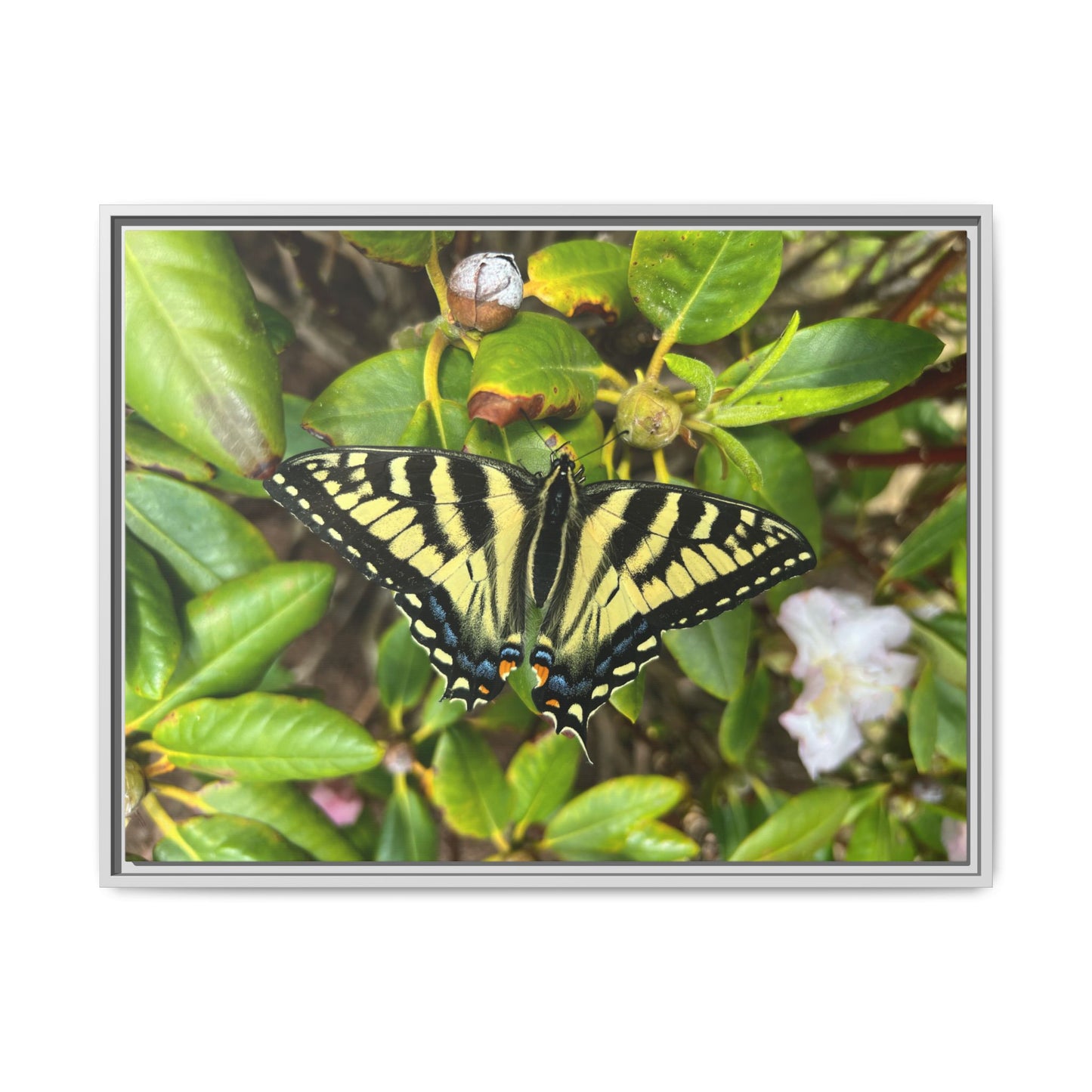 Canvas Print in Frame - Eastern Tiger Swallowtail Butterfly on Rhodie (original photograph by Kind River Studio)