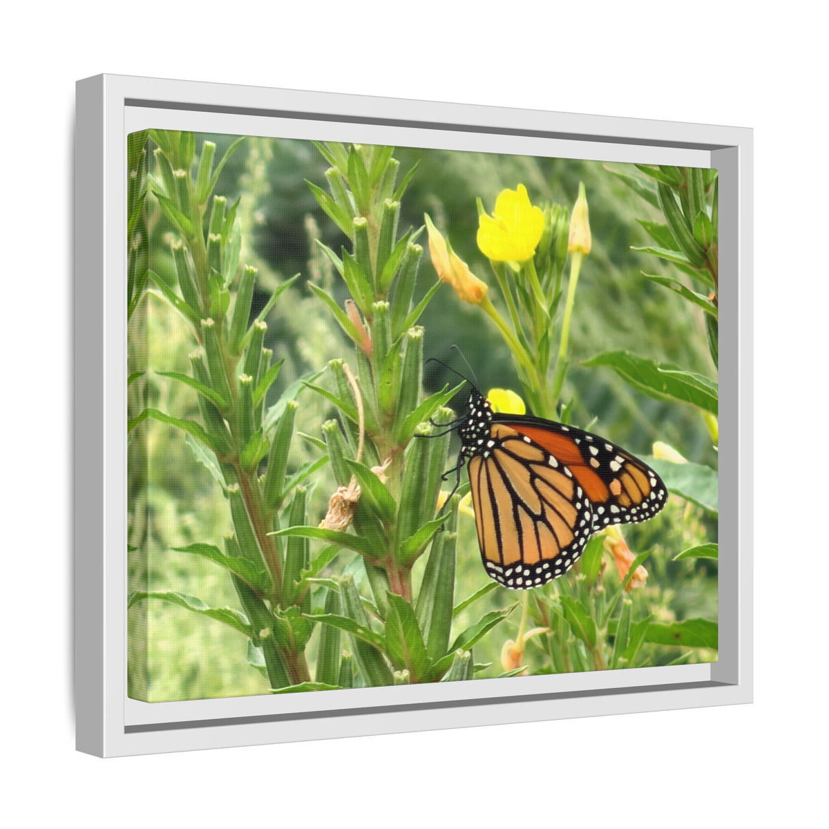 Monarch Butterfly on Wildflowers Canvas Framed Print (original photograph by Kind River Studio)