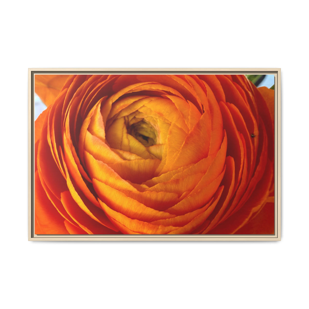Orange Ranunculus Canvas Framed Print (original photograph by Kind River Studio)