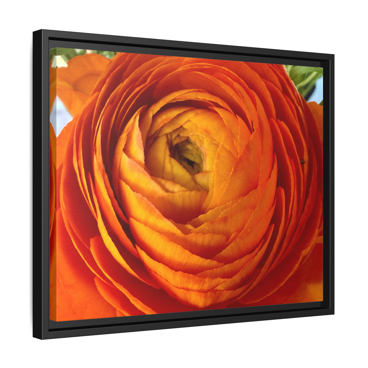 Orange Ranunculus Canvas Framed Print (original photograph by Kind River Studio)