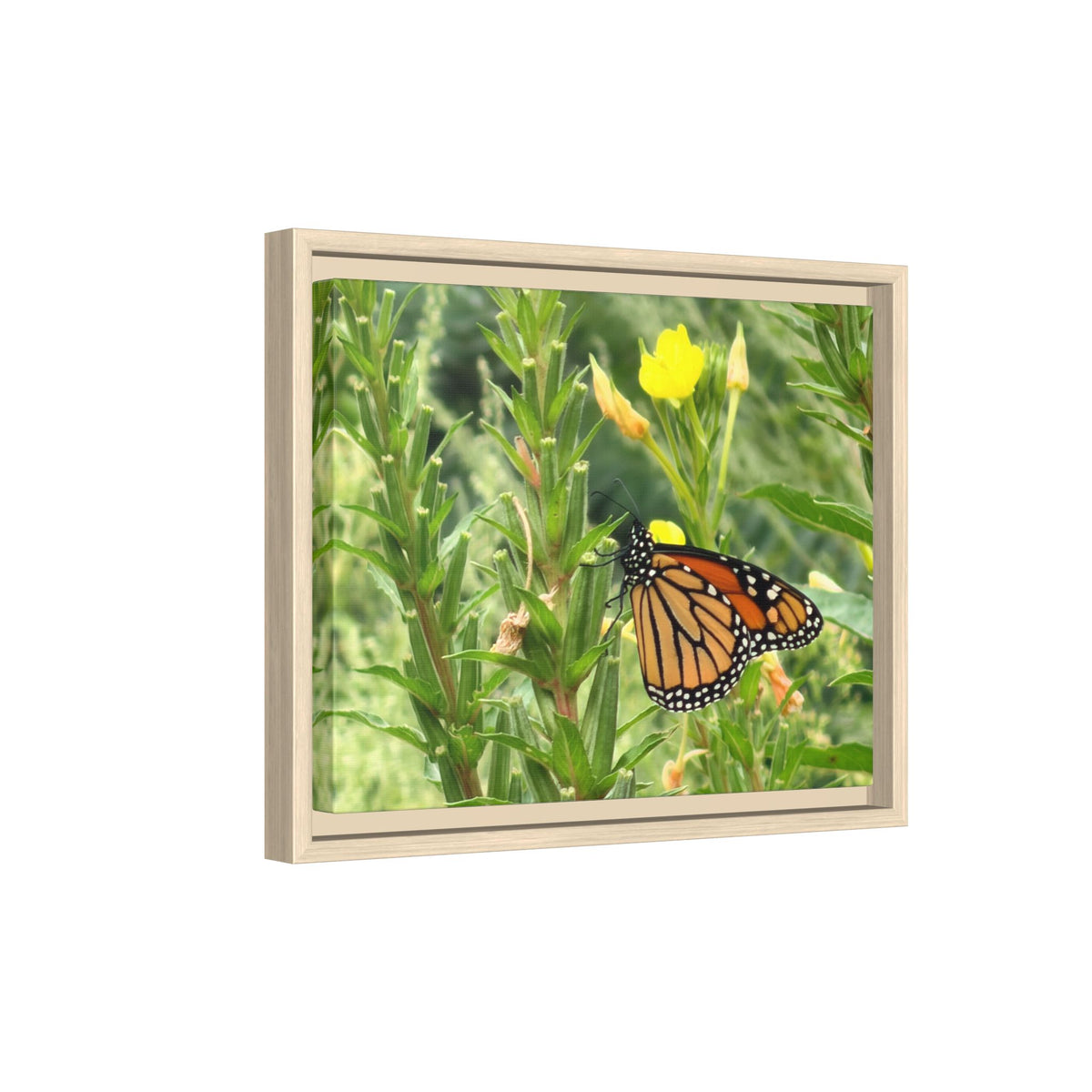 Monarch Butterfly on Wildflowers Canvas Framed Print (original photograph by Kind River Studio)