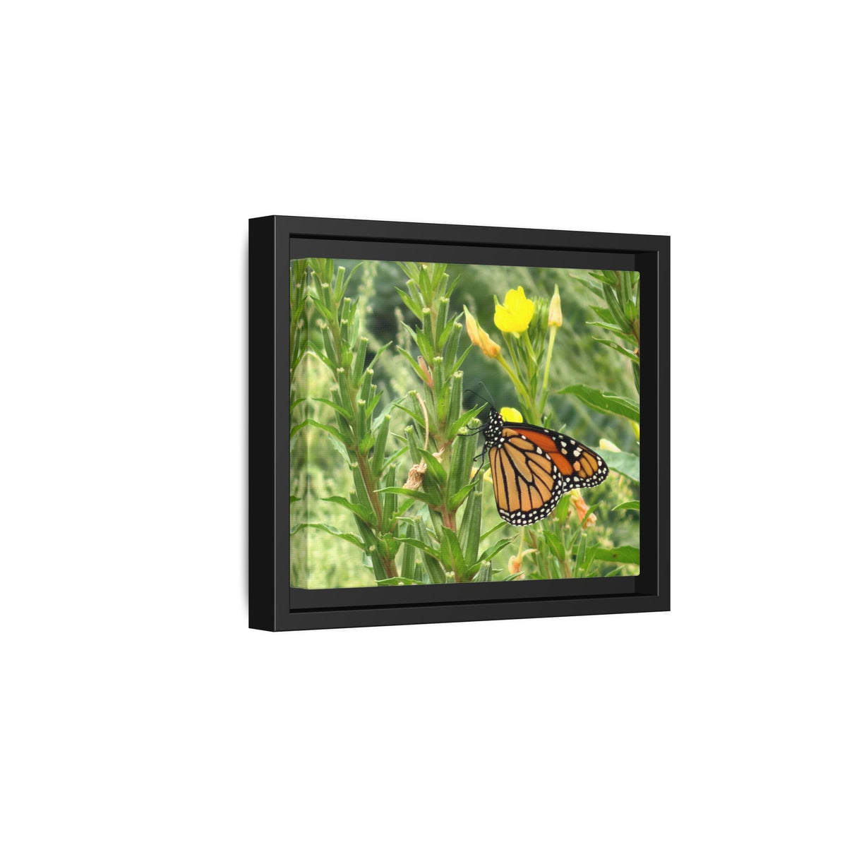 Monarch Butterfly on Wildflowers Canvas Framed Print (original photograph by Kind River Studio)