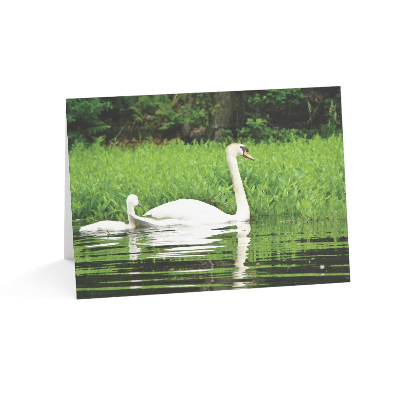 Note Cards | Set of 10 - Swans (original photograph by Kind River Studio)