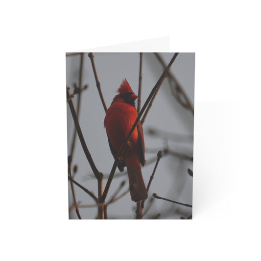 Note Cards | Set of 10 - Cardinal