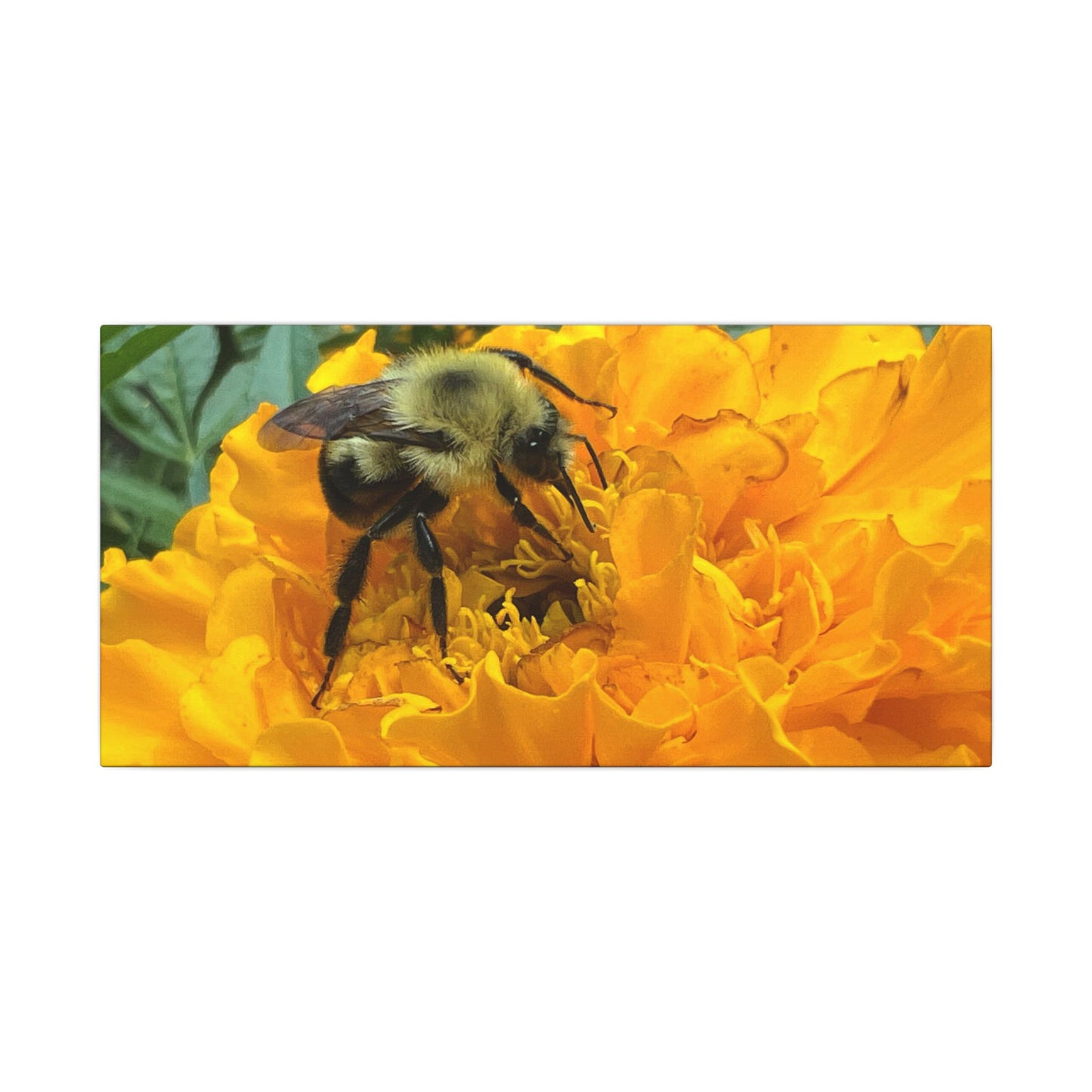 Canvas Print - Bee on Marigold MA (original photograph by Kind River Studio)