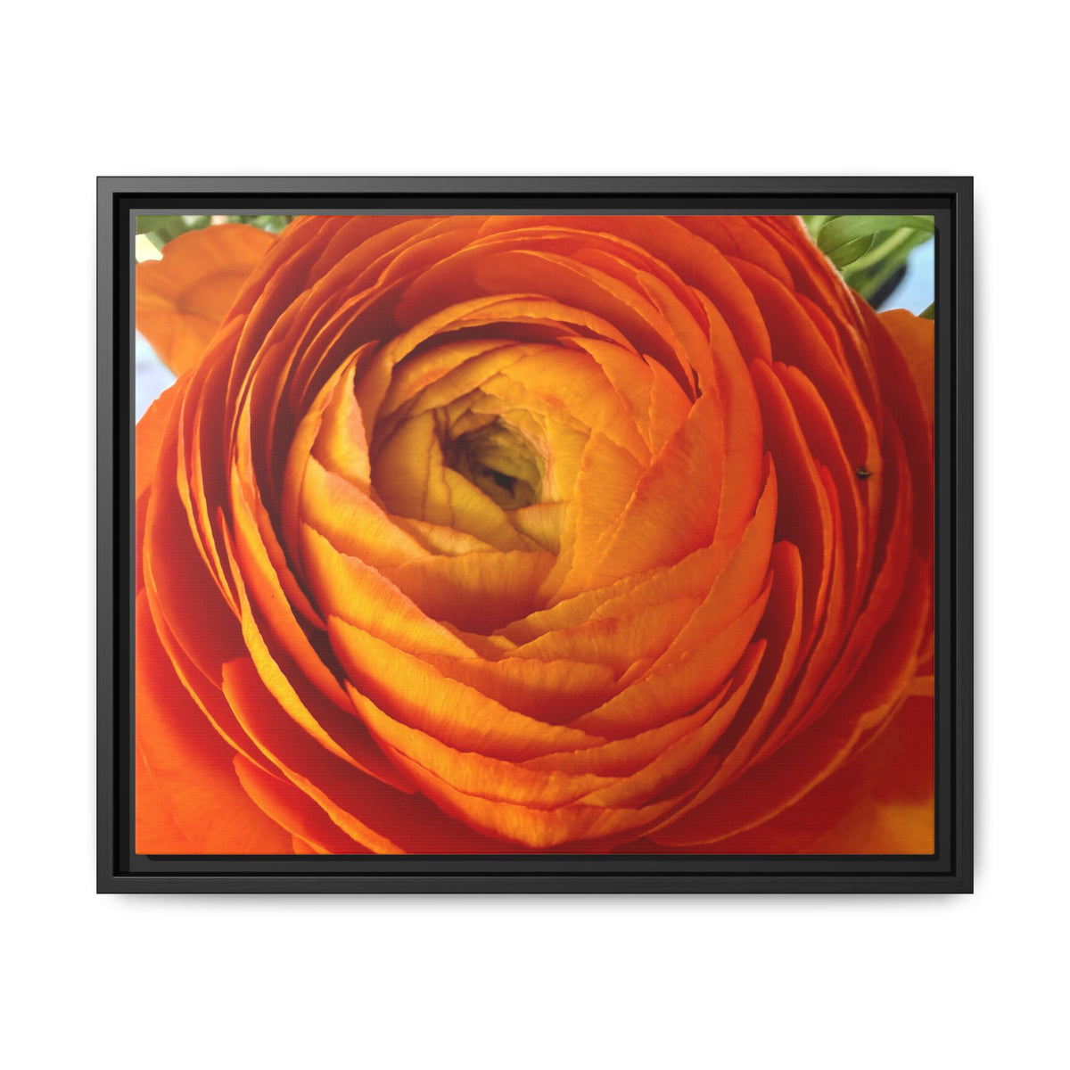 Orange Ranunculus Canvas Framed Print (original photograph by Kind River Studio)