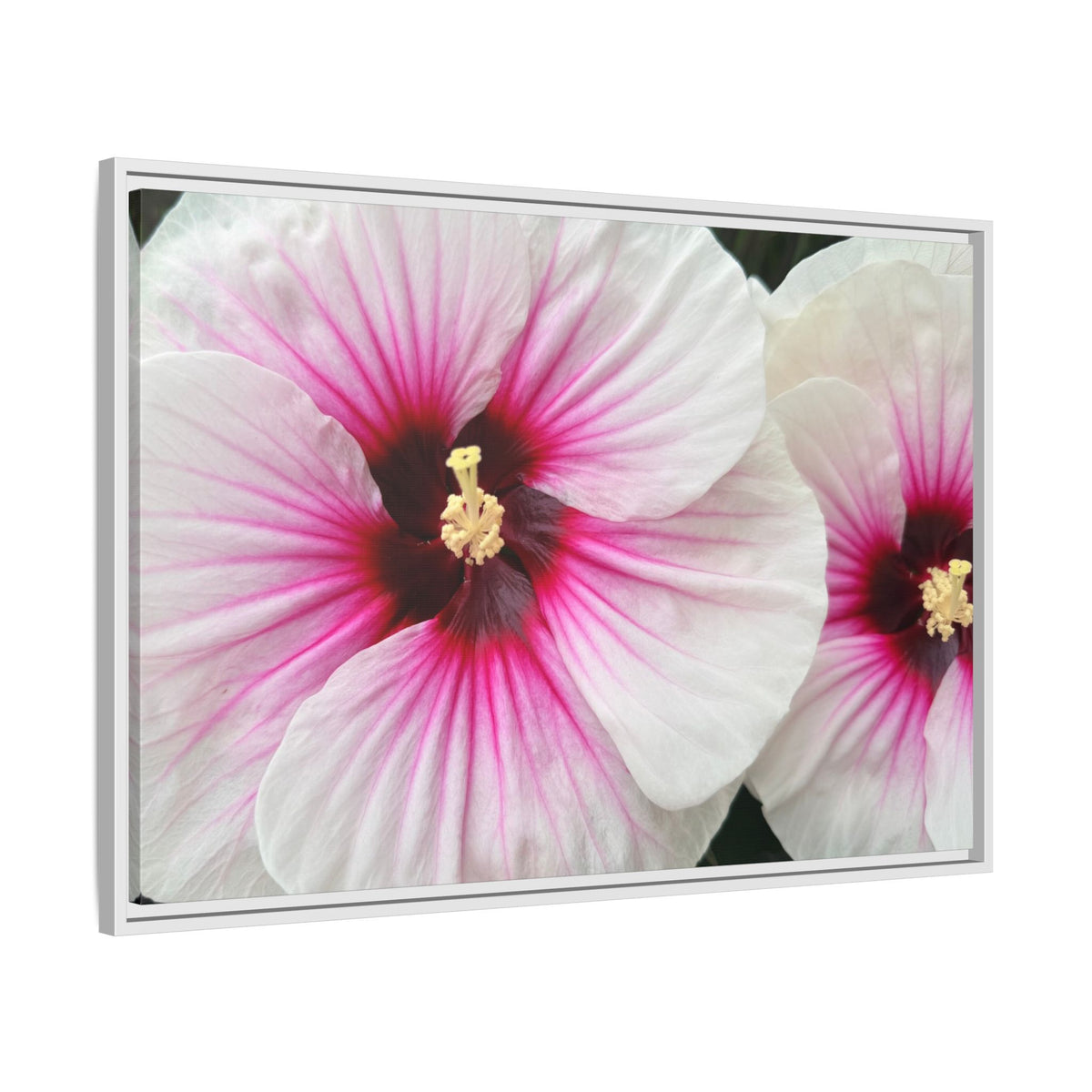 White Hibiscus Canvas Framed Print (original photograph by Kind River Studio)