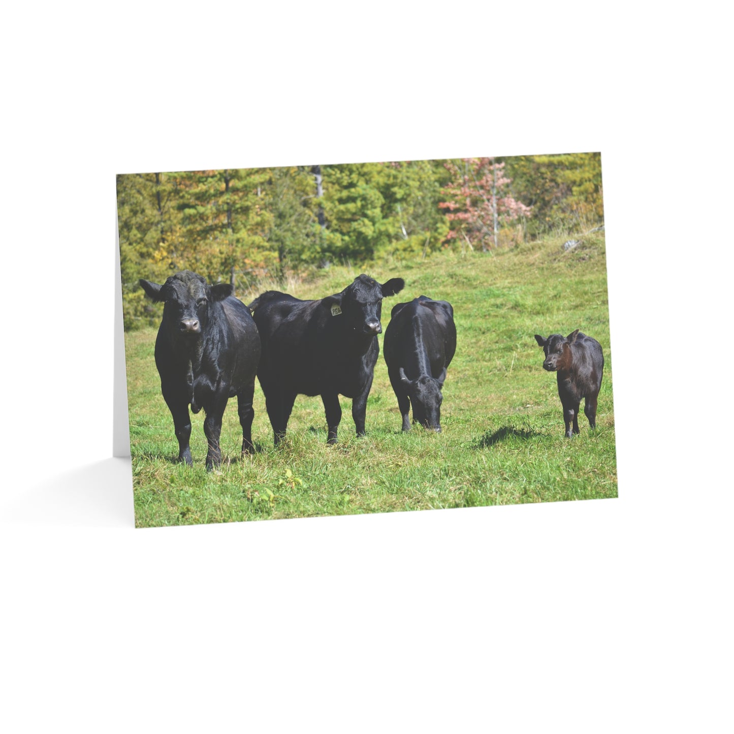 Note Cards | Set of 10 - Angus Cows in Autumn