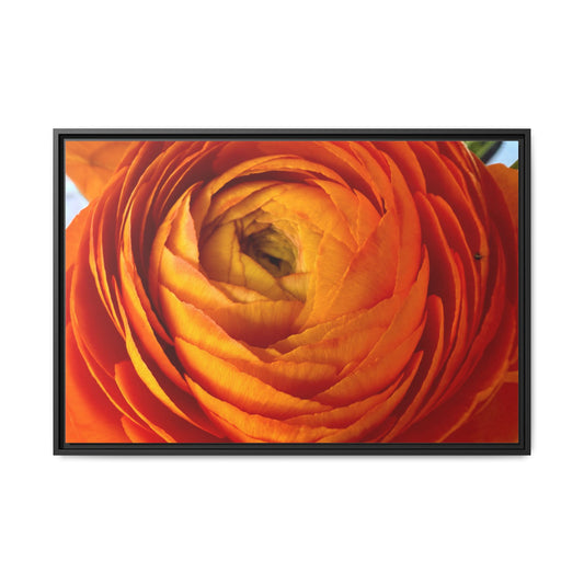 Orange Ranunculus Canvas Framed Print (original photograph by Kind River Studio)