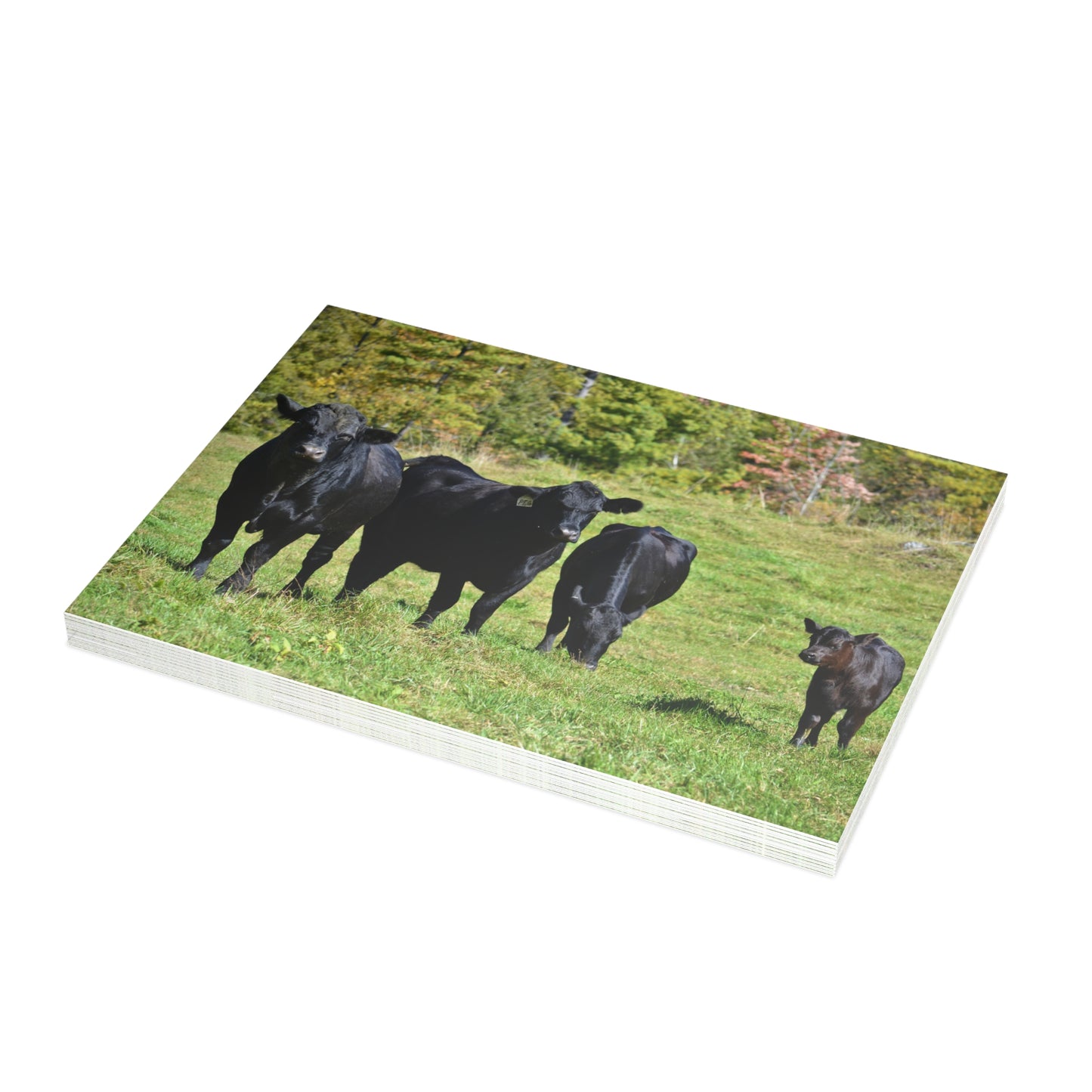 Note Cards | Set of 10 - Angus Cows in Autumn