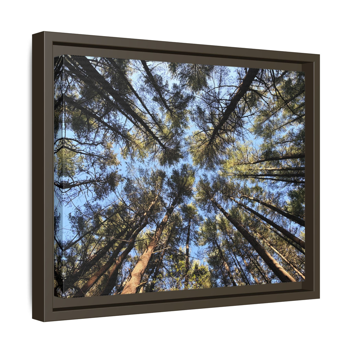 Forest Canopy Matte Canvas Framed Print (original photography by Kind River Studio)