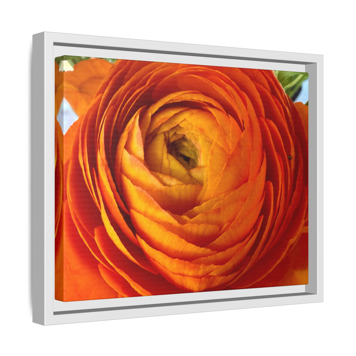 Orange Ranunculus Canvas Framed Print (original photograph by Kind River Studio)