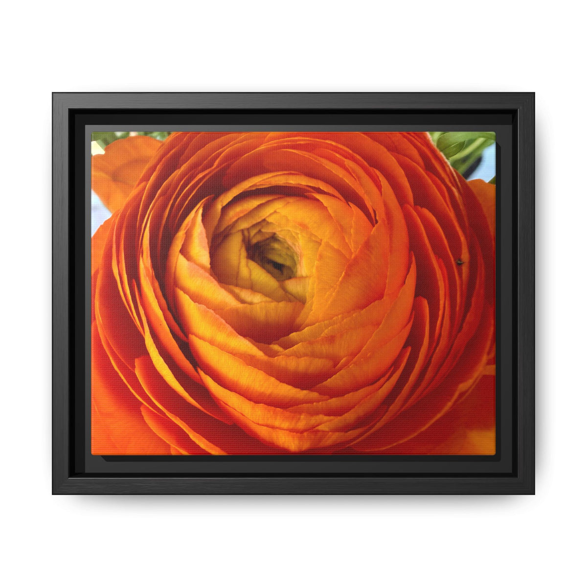 Orange Ranunculus Canvas Framed Print (original photograph by Kind River Studio)