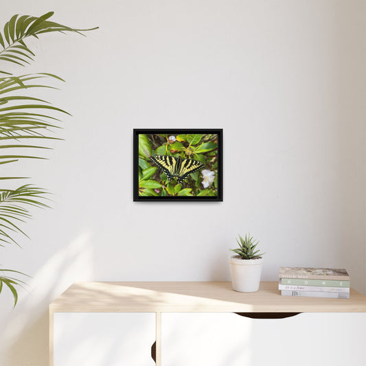 Canvas Print in Frame - Eastern Tiger Swallowtail on Rhodie (original photograph by Kind River Studio)