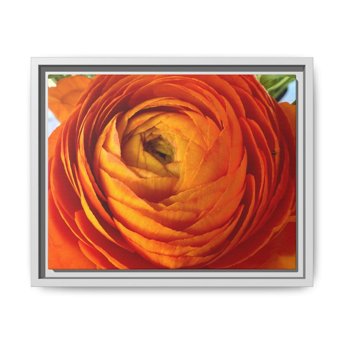 Orange Ranunculus Canvas Framed Print (original photograph by Kind River Studio)