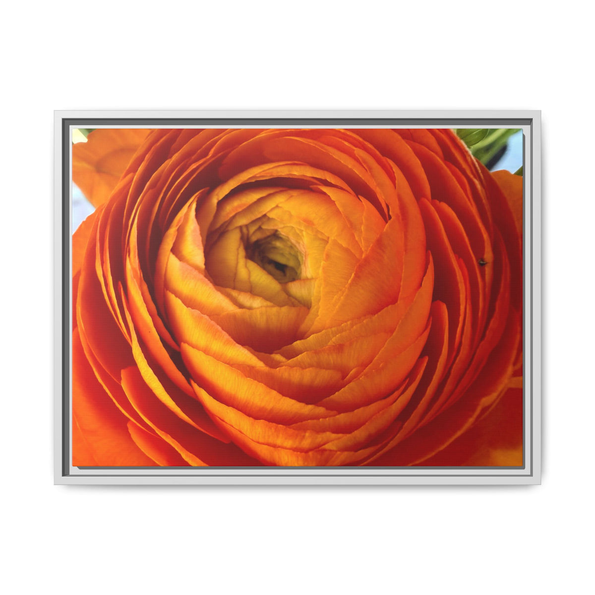 Orange Ranunculus Canvas Framed Print (original photograph by Kind River Studio)
