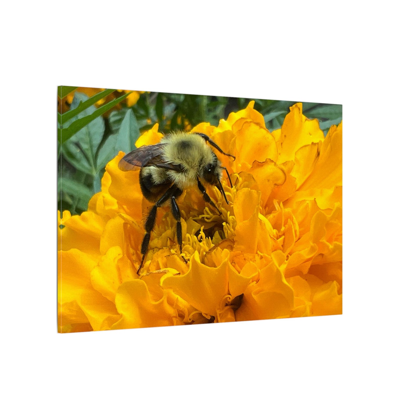 Canvas Print - Bee on Marigold MA (original photograph by Kind River Studio)