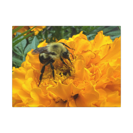 Canvas Print - Bee on Marigold MA (original photograph by Kind River Studio)
