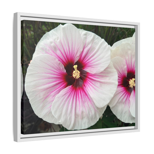 White Hibiscus Canvas Framed Print (original photograph by Kind River Studio)