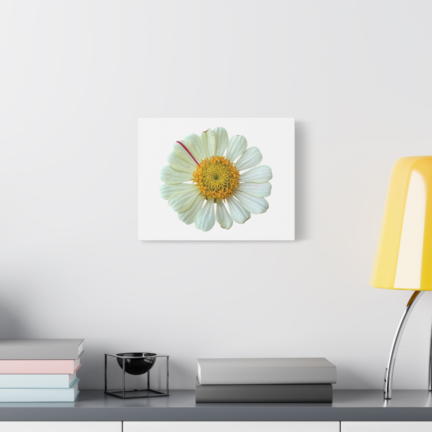 Canvas Print - One White Zinnia with Pink Striped Petal (original photograph by Kind River Studio)