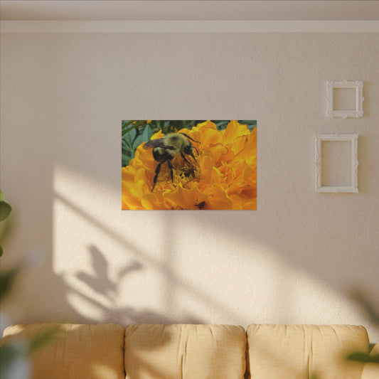 Canvas Print - Bumble Bee on Marigold (original photograph by Kind River Studio)