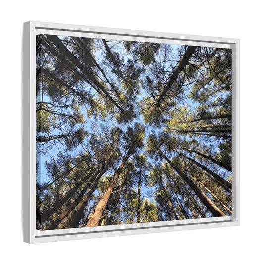 Forest Canopy Matte Canvas Framed Print (original photography by Kind River Studio)