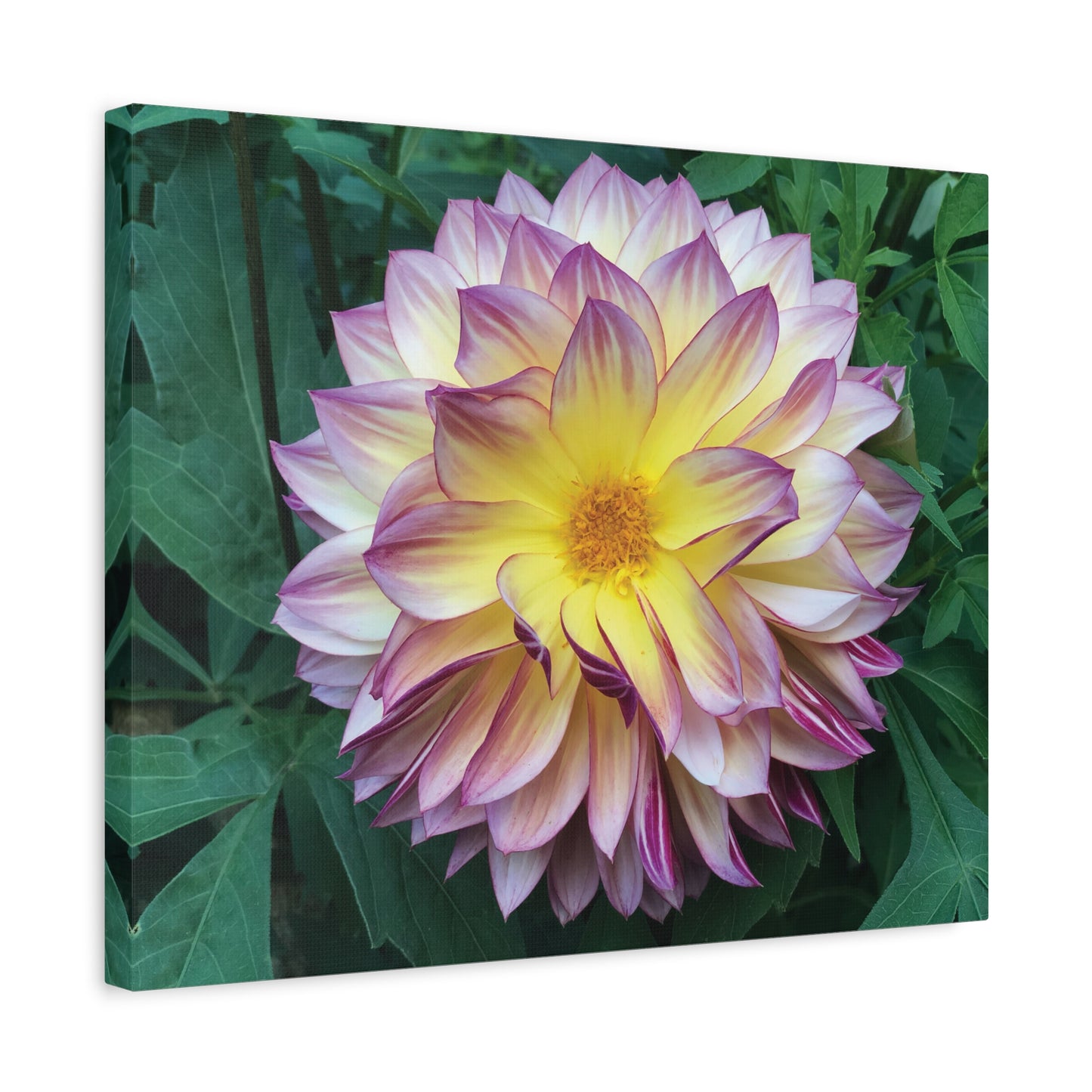 Pale Purple Dahlia Canvas Print (original photograph by Kind River Studio)
