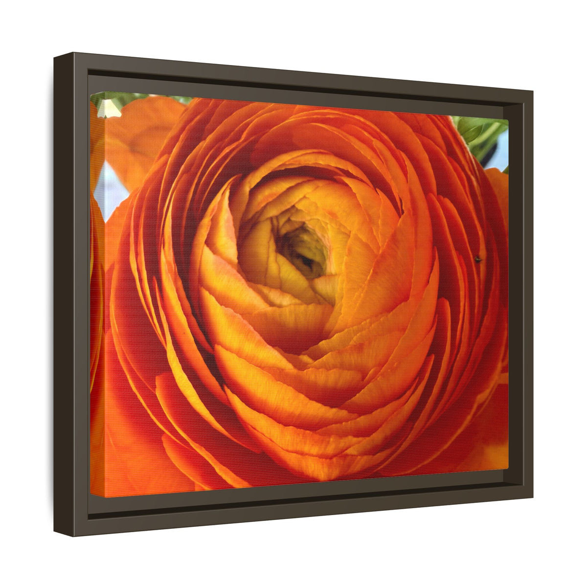 Orange Ranunculus Canvas Framed Print (original photograph by Kind River Studio)
