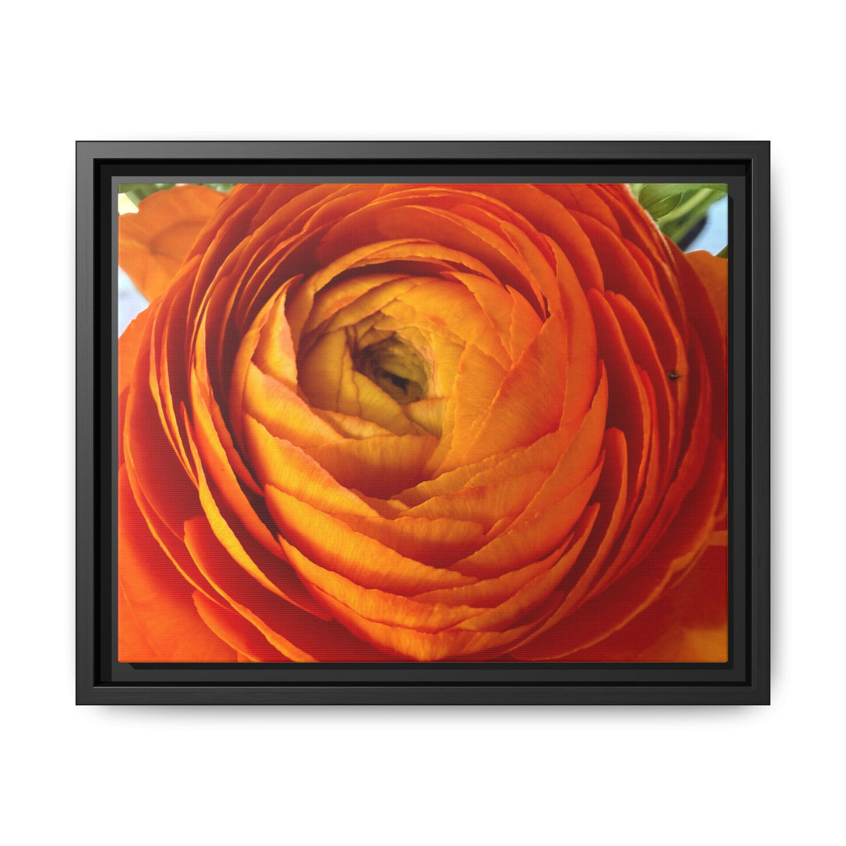 Orange Ranunculus Canvas Framed Print (original photograph by Kind River Studio)