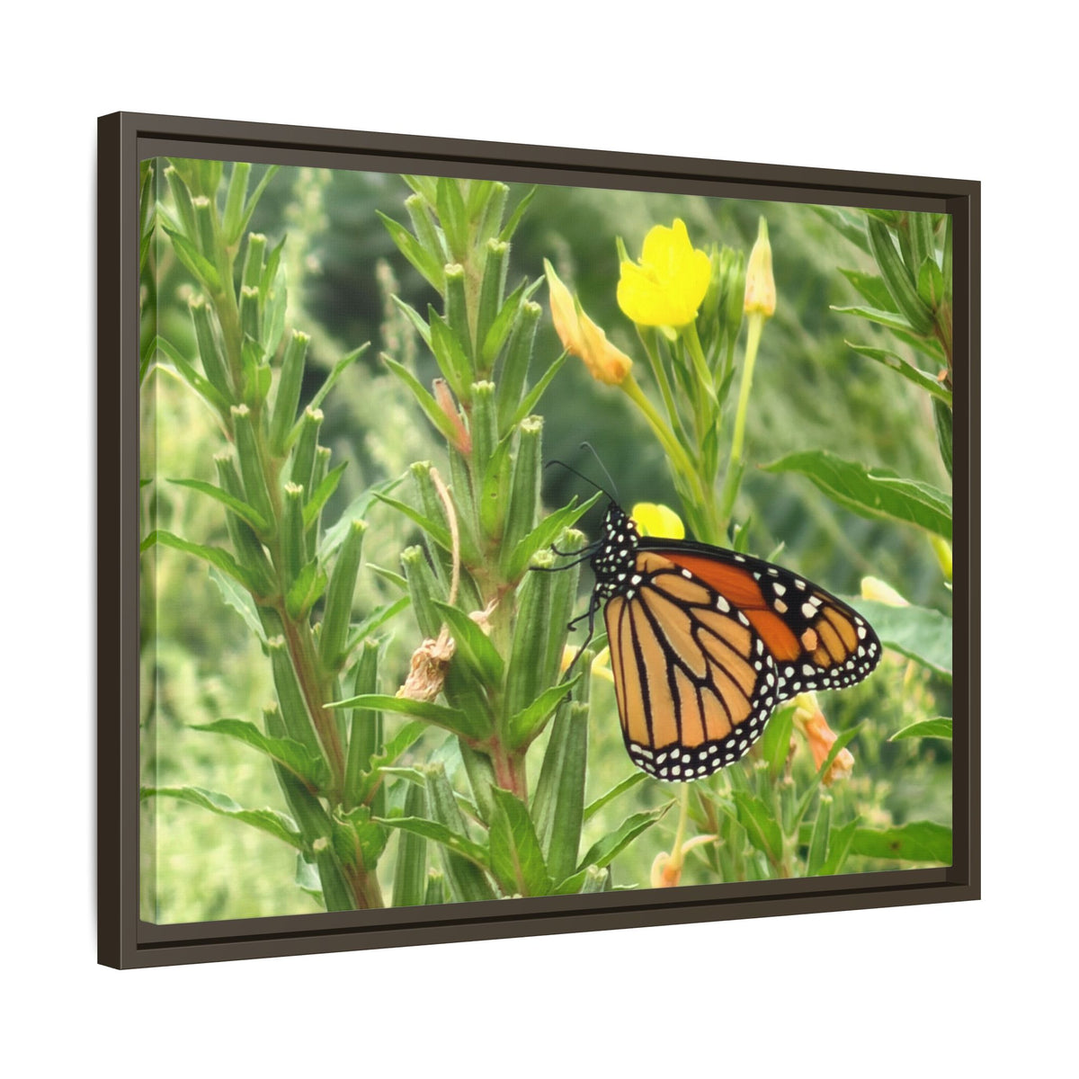 Monarch Butterfly on Wildflowers Canvas Framed Print (original photograph by Kind River Studio)
