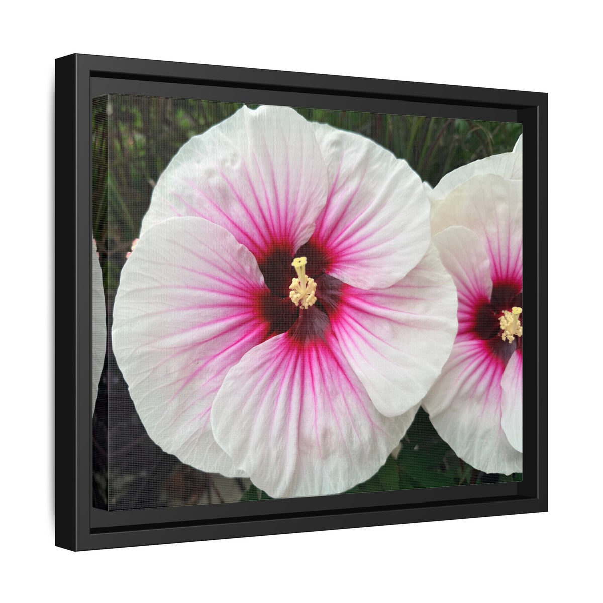 White Hibiscus Canvas Framed Print (original photograph by Kind River Studio)