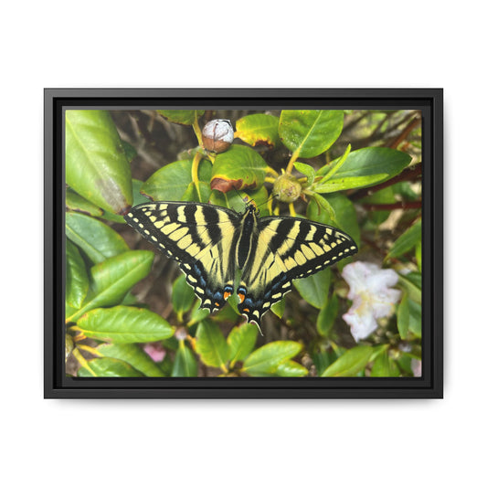 Canvas Print in Frame - Eastern Tiger Swallowtail Butterfly on Rhodie (original photograph by Kind River Studio)